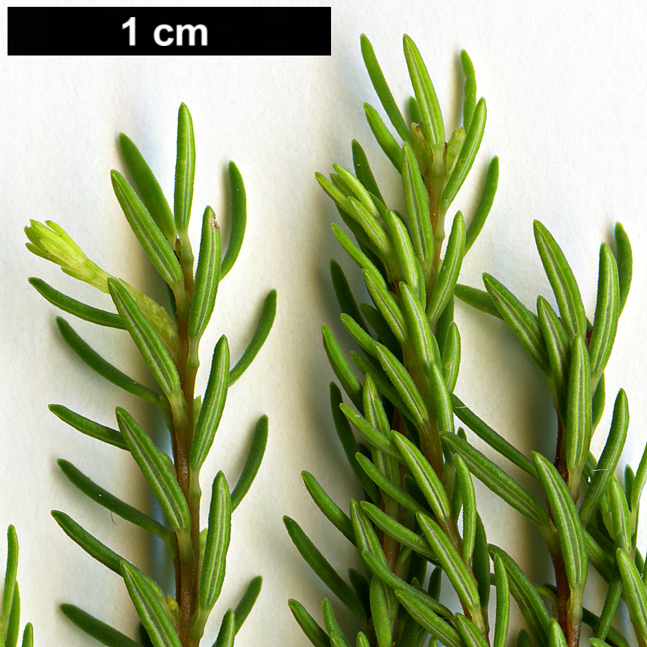 High resolution image: Family: Ericaceae - Genus: Erica - Taxon: azorica